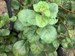 Ribes viburnifolium