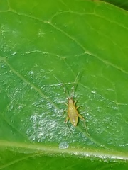 Campyloneura virgula