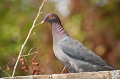 Patagioenas squamosa