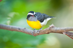 Coereba flaveola sanctithomae