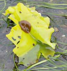 Constantinea rosa-marina