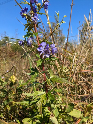 Kusnezoff Monkshood (Aconitum kusnezoffii)