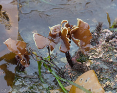 Constantinea rosa-marina
