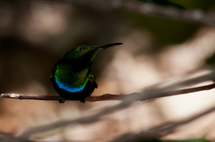 Eulampis holosericeus