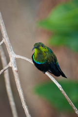 Eulampis holosericeus