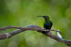 Eulampis holosericeus