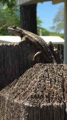Sceloporus olivaceus