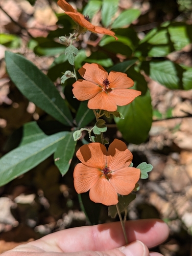 Image of Sphaeralcea laxa by (c) Rachel Stringham, some rights reserved (CC BY)