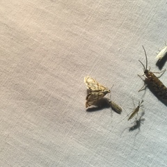 Neocataclysta magnificalis