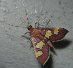 Colomychus talis
