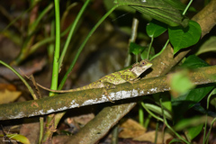 Acanthosaura lepidogaster