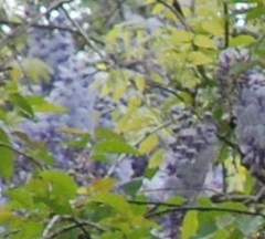 Wisteria frutescens