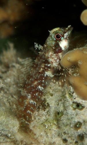 Similar triplefin (Enneapterygius similis) — Tripterygiidae