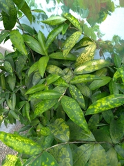 Dracaena surculosa