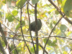 Chiroxiphia caudata