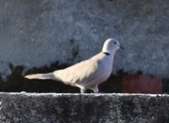 Streptopelia decaocto