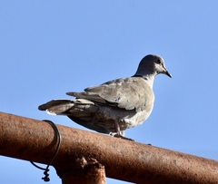 Streptopelia decaocto