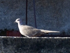 Streptopelia decaocto