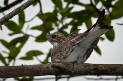 Chordeiles rupestris