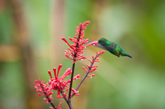 Chlorostilbon mellisugus