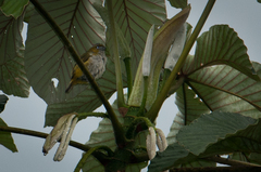 Euphonia chrysopasta