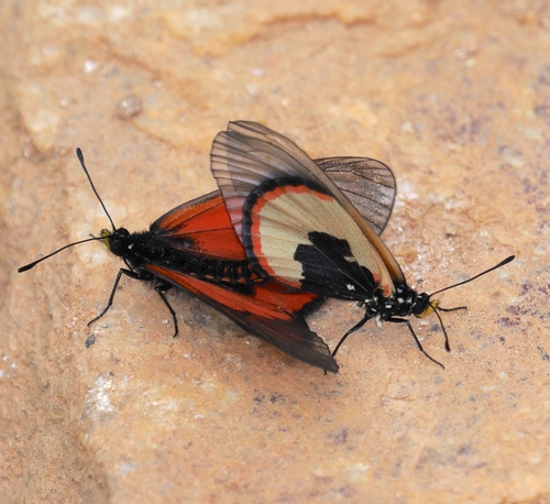 Acraea insignis
