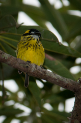 Todirostrum chrysocrotaphum