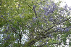 Wisteria frutescens