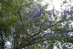 Wisteria frutescens