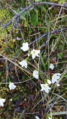 Montia bostockii