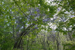 Wisteria frutescens