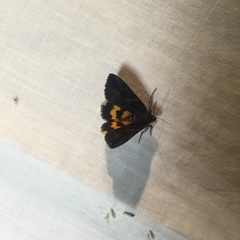 Catocala antinympha