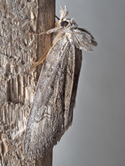Hobartina amblyiodes