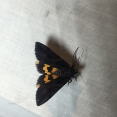 Catocala antinympha