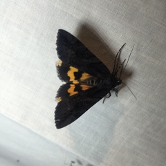 Catocala antinympha