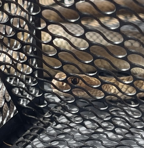 Eastern Brown Snake sighting