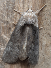 Hobartina amblyiodes
