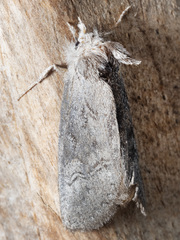 Hobartina amblyiodes