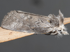 Hobartina amblyiodes