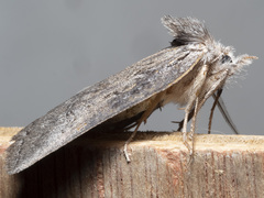 Hobartina amblyiodes