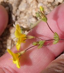Leptosiphon chrysanthus