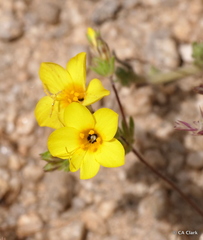 Leptosiphon chrysanthus