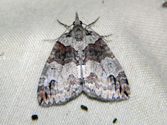 Hydriomena ruberata