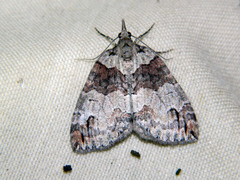 Hydriomena ruberata