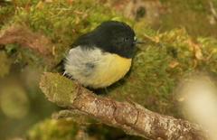 Tomtit photo 5