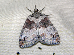 Hydriomena ruberata