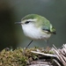 New Zealand Wrens - Photo (c) James Bailey, some rights reserved (CC BY-NC), uploaded by James Bailey
