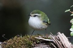 Rifleman photo 2