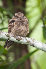 Chordeiles acutipennis