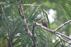 Galbalcyrhynchus leucotis